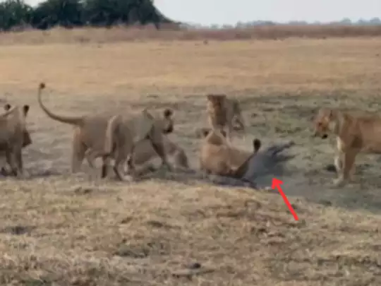 Animal Fight Video Animal Fight Video