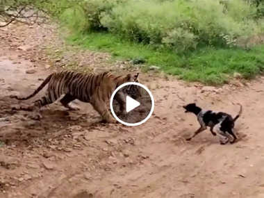 tiger attacked dog ranthambore killing machine viral video watch tiger attacked dog ranthambore killing machine viral video watch