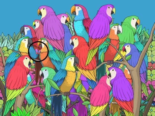 यहां छिपी है तितली! यहां छिपी है तितली!