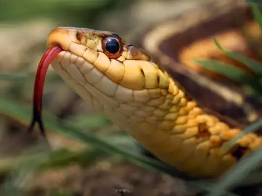 कैसे होता है इस्तेमाल कैसे होता है इस्तेमाल