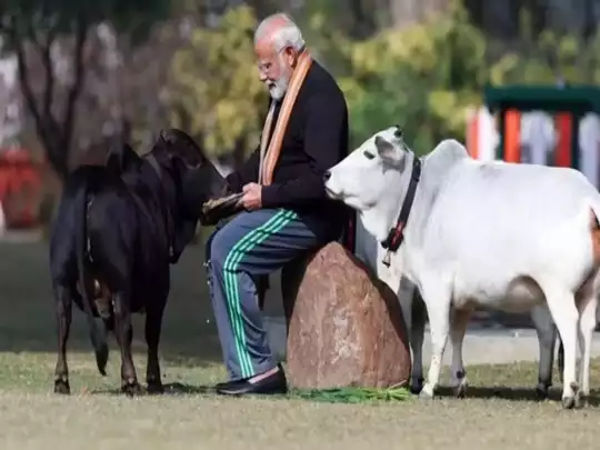 किन रंगों की होती हैं पुंगनूर नस्‍ल की गायें? 